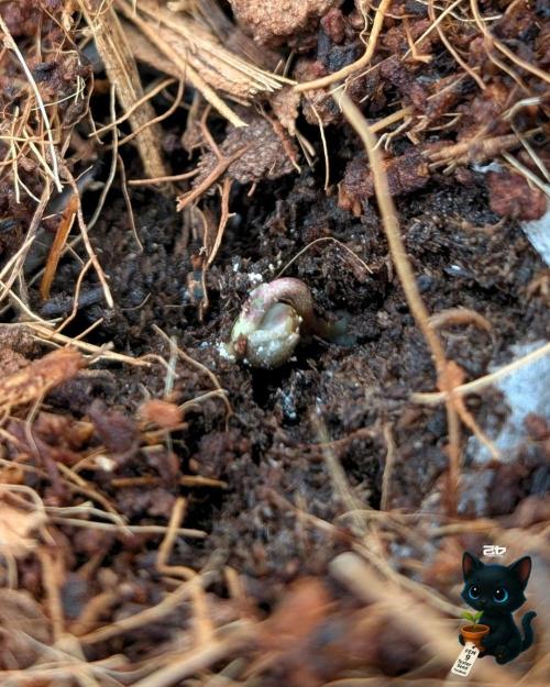 FEM 9 Photo Tester - Catlife420. Week 1 - 10-25
Day 1