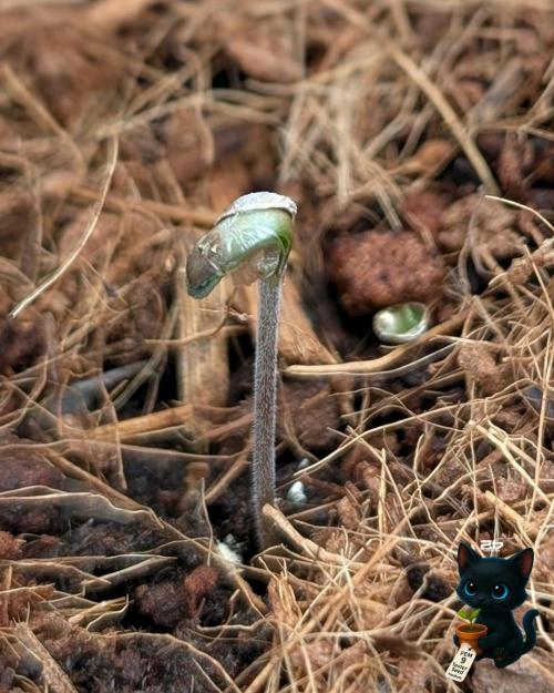 FEM 9 Photo Tester - Catlife420. Week 1 - 10-26
Day 2