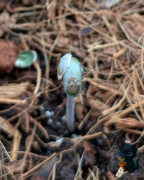 FEM 9 Photo Tester - Catlife420. Week 1 - 10-26
Day 2