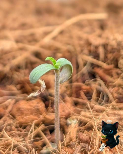 FEM 9 Photo Tester - Catlife420. Week 1 - 10-26
Day 2