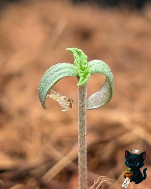 FEM 9 Photo Tester - Catlife420. Week 1 - 10-27
Day 3