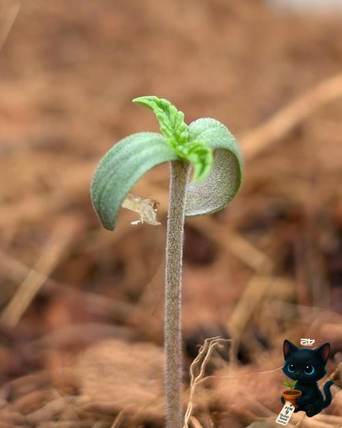 FEM 9 Photo Tester - Catlife420. Week 1 - 10-27
Day 3