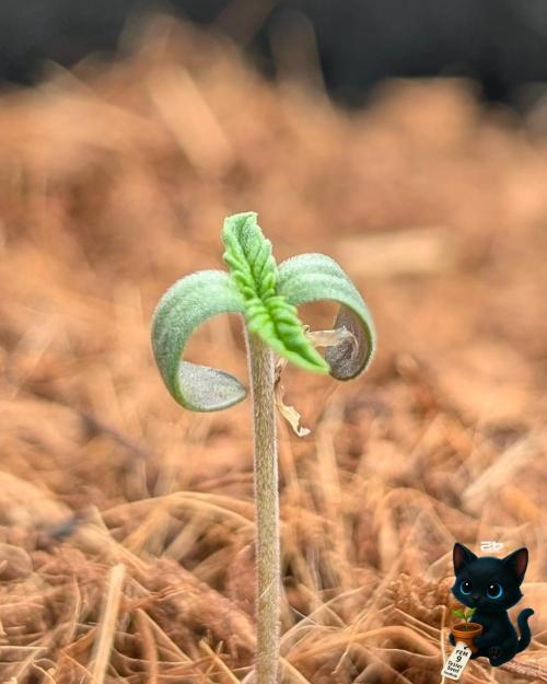 FEM 9 Photo Tester - Catlife420. Week 1 - 10-27
Day 3