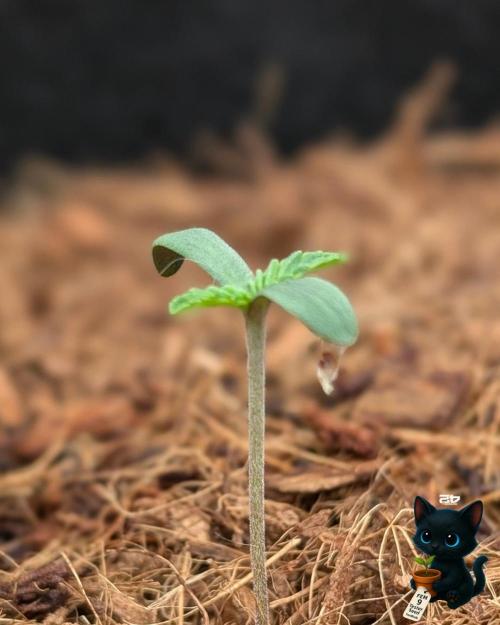 FEM 9 Photo Tester - Catlife420. Week 1 - 10-28
Day 4