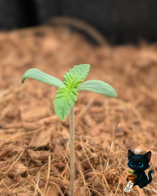 FEM 9 Photo Tester - Catlife420. Week 1 - 10-29
Day 5