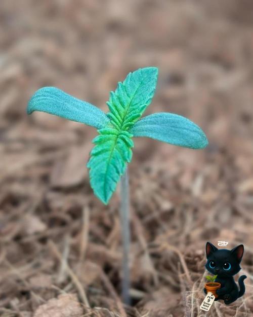 FEM 9 Photo Tester - Catlife420. Week 1 - 10-29
Day 5