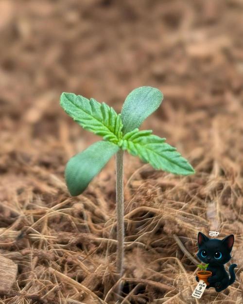 FEM 9 Photo Tester - Catlife420. Week 1 - 10-29
Day 5