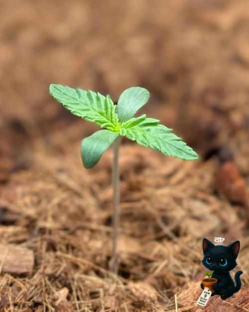 FEM 9 Photo Tester - Catlife420. Week 1 - 10-30
Day 6