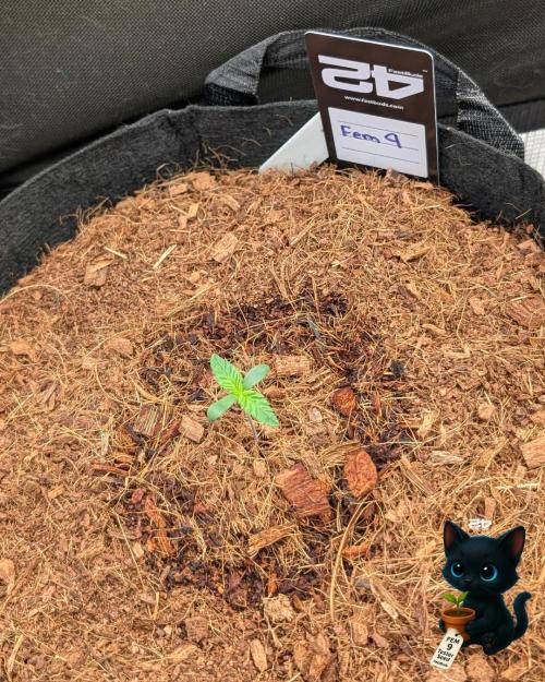 FEM 9 Photo Tester - Catlife420. Week 1 - 10-30
Day 6