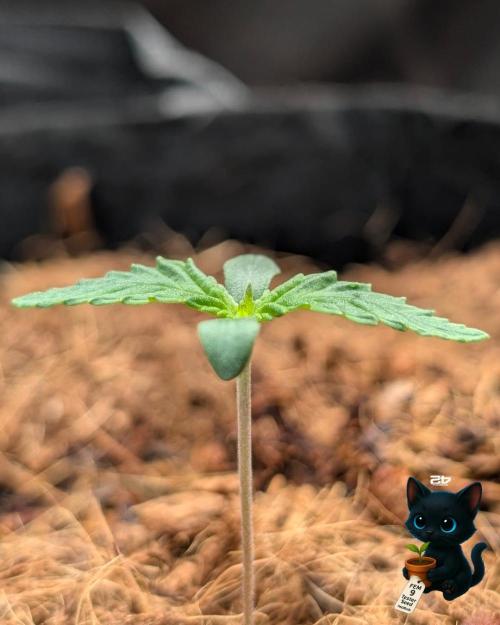 FEM 9 Photo Tester - Catlife420. Week 1 - 10-31
Day 7