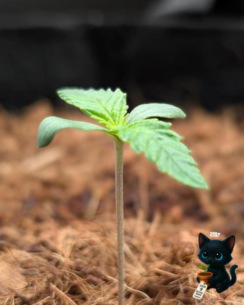 FEM 9 Photo Tester - Catlife420. Week 1 - 10-31
Day 7