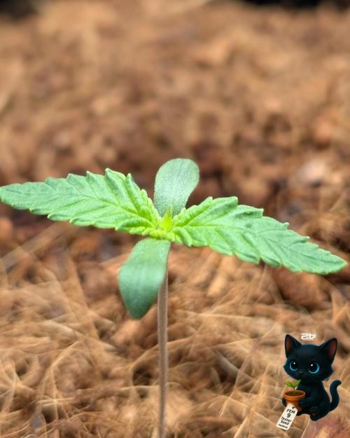 FEM 9 Photo Tester - Catlife420. Week 1 - 10-31
Day 7