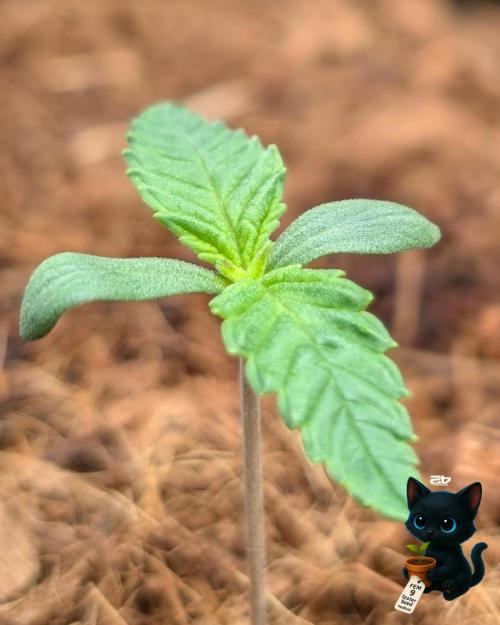 FEM 9 Photo Tester - Catlife420. Week 1 - 10-31
Day 7