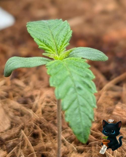 FEM 9 Photo Tester - Catlife420. Week 2 - 11-1
Day 8