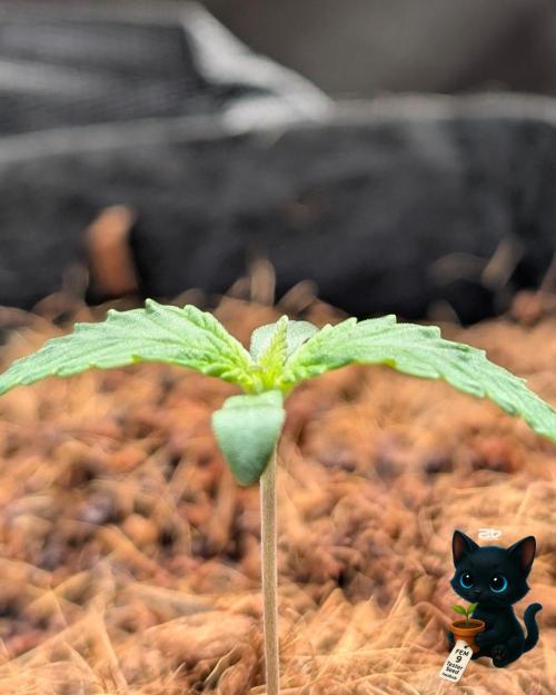 FEM 9 Photo Tester - Catlife420. Week 2 - 11-1
Day 8