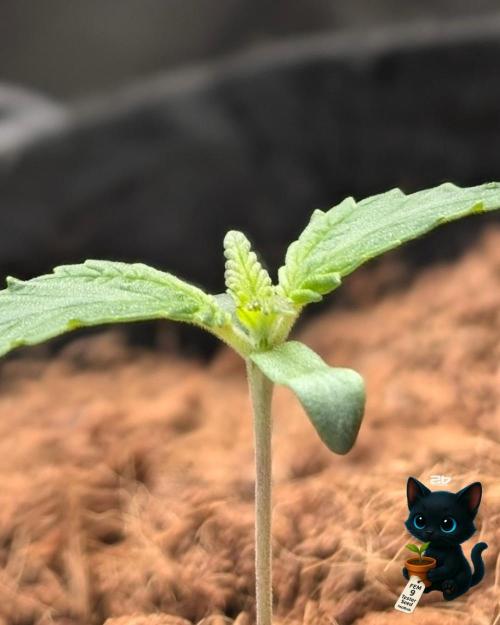 FEM 9 Photo Tester - Catlife420. Week 2 - 11-2
Day 9