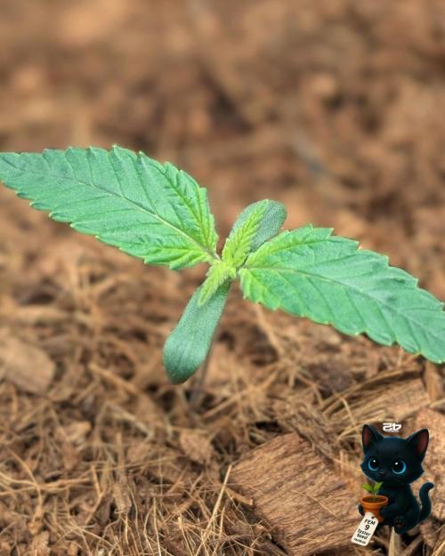 FEM 9 Photo Tester - Catlife420. Week 2 - 11-2
Day 9