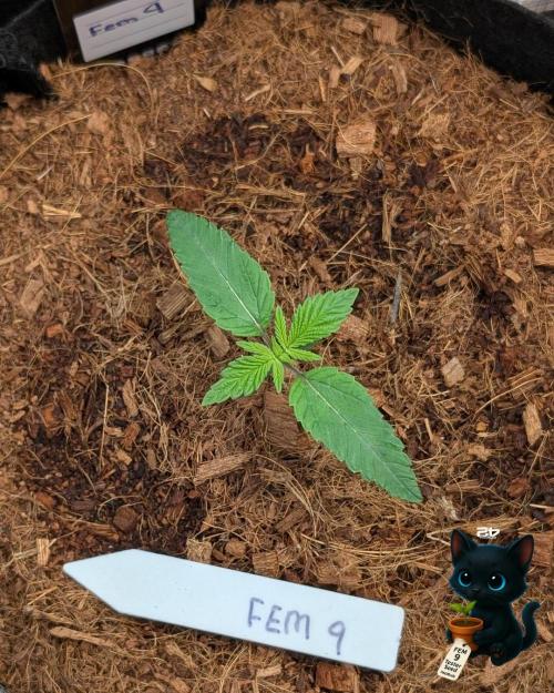 FEM 9 Photo Tester - Catlife420. Week 2 - 11-4
Day 11