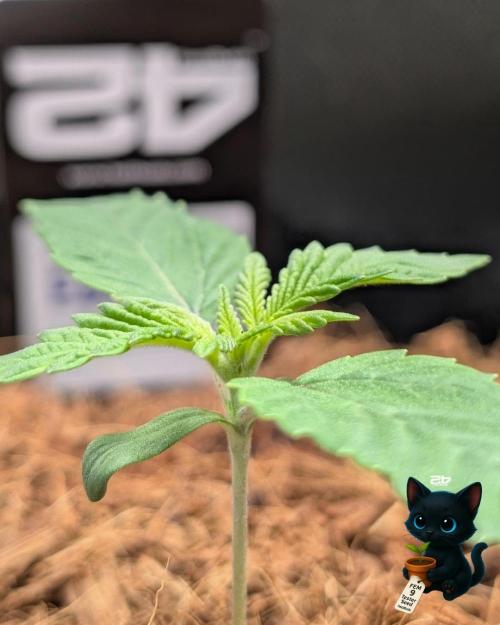 FEM 9 Photo Tester - Catlife420. Week 2 - 11-4
Day 11