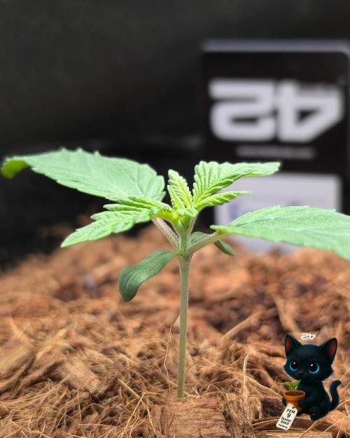 FEM 9 Photo Tester - Catlife420. Week 2 - 11-4
Day 11