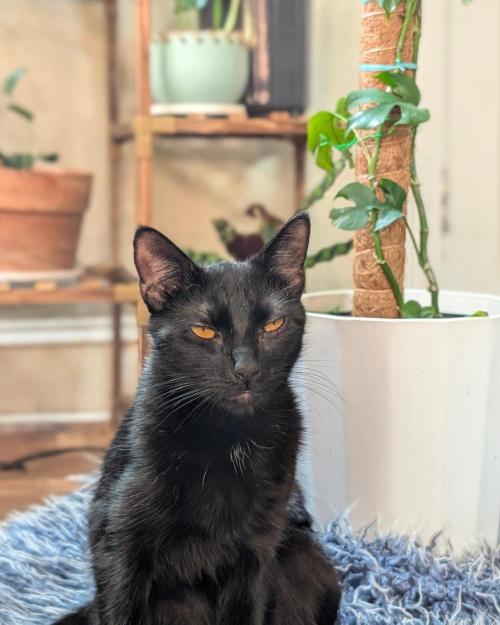 FEM 9 Photo Tester - Catlife420. Week 2 - 11-4
Day 11
August Midnights