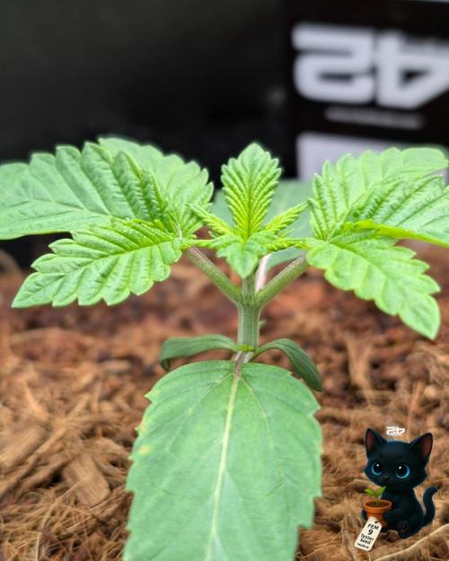 FEM 9 Photo Tester - Catlife420. Week 2 - 11-7
Day 14