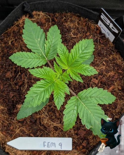 FEM 9 Photo Tester - Catlife420. Week 3 - 11-10
Day 17