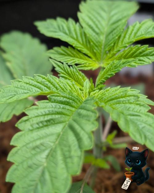 FEM 9 Photo Tester - Catlife420. Week 3 - 11-10
Day 17