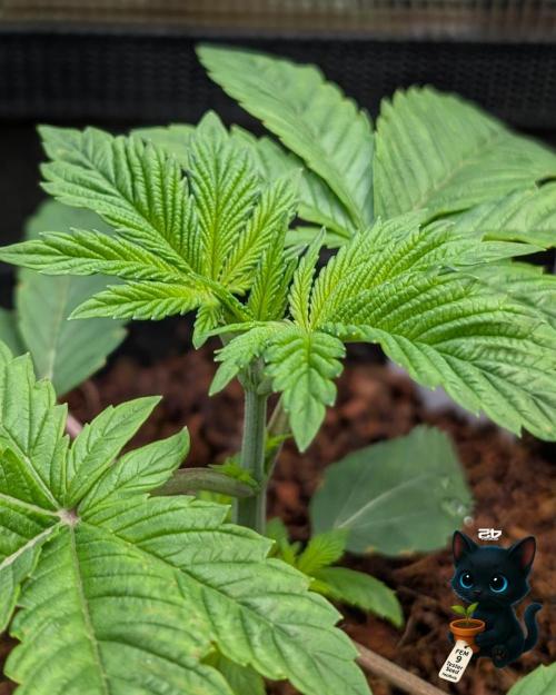 FEM 9 Photo Tester - Catlife420. Week 3 - 11-13
Day 20