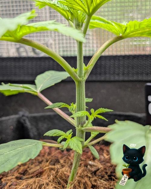 FEM 9 Photo Tester - Catlife420. Week 3 - 11-13
Day 20