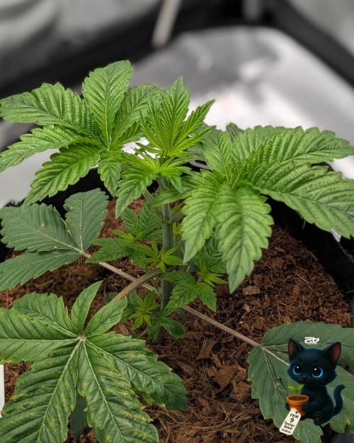 FEM 9 Photo Tester - Catlife420. Week 3 - 11-16
Day 23