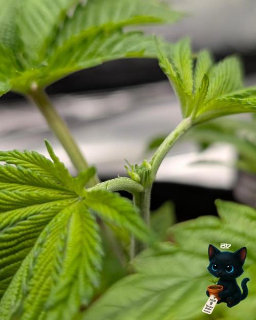 FEM 9 Photo Tester - Catlife420. Week 3 - 11-16
Day 23