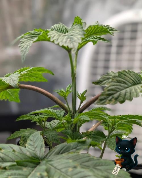 FEM 9 Photo Tester - Catlife420. Week 4 - 11-18
Day 25