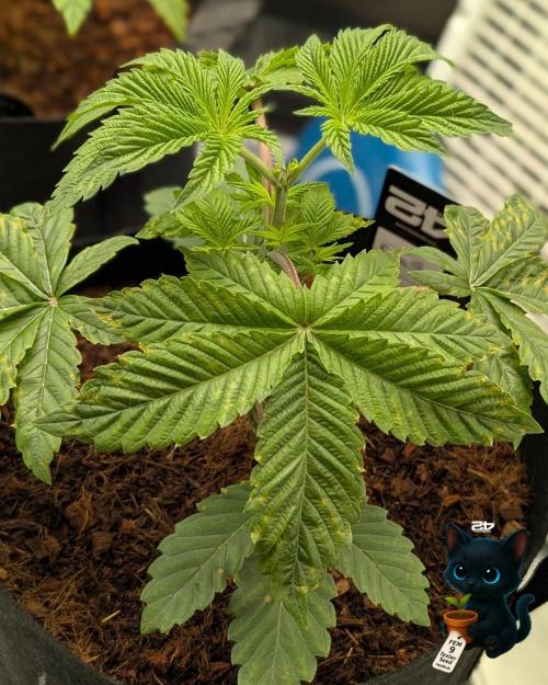 FEM 9 Photo Tester - Catlife420. Week 4 - 11-18
Day 25