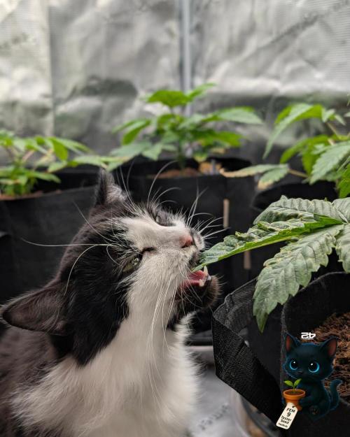 FEM 9 Photo Tester - Catlife420. Week 4 - 11-18
Day 25
Lana
