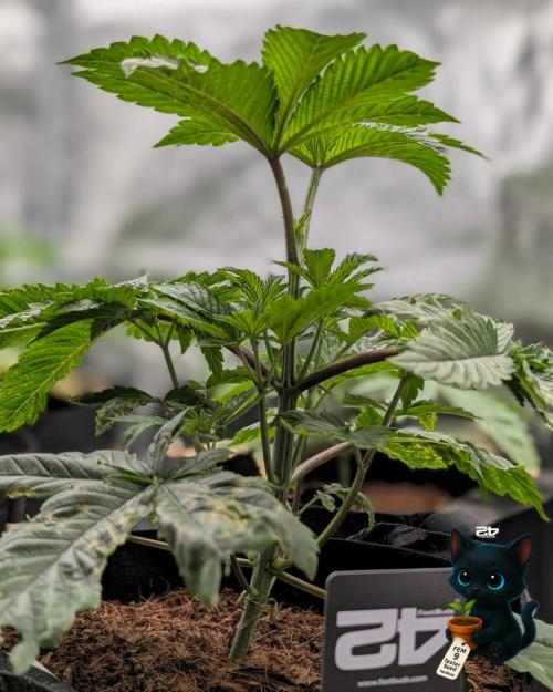 FEM 9 Photo Tester - Catlife420. Week 4 - 11-20
Day 27