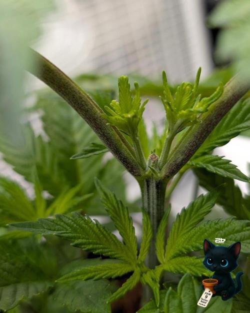 FEM 9 Photo Tester - Catlife420. Week 4 - 11-20
Day 27