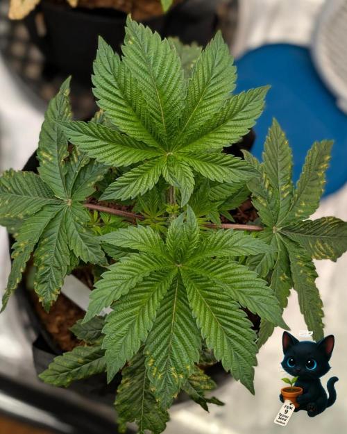 FEM 9 Photo Tester - Catlife420. Week 4 - 11-20
Day 27