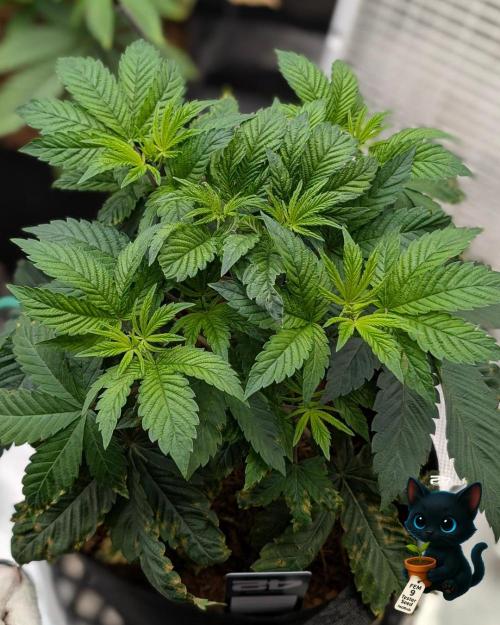 FEM 9 Photo Tester - Catlife420. Week 5 - 11-25
Day 32