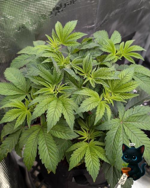 FEM 9 Photo Tester - Catlife420. Week 5 - 11-27
Day 34