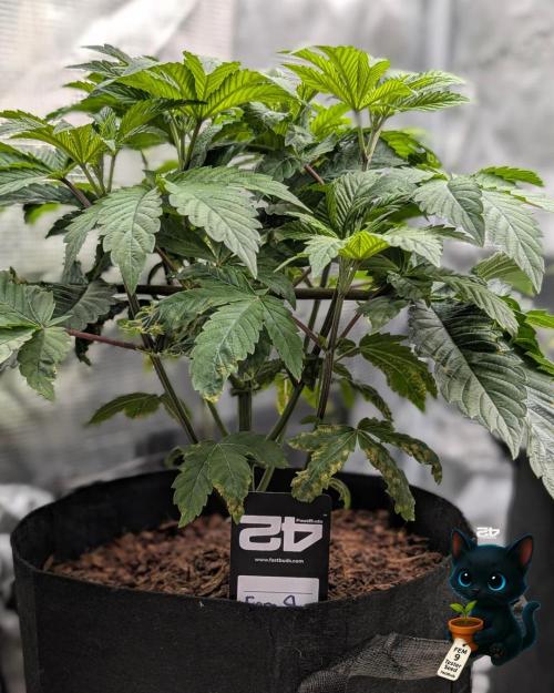 FEM 9 Photo Tester - Catlife420. Week 5 - 11-27
Day 34