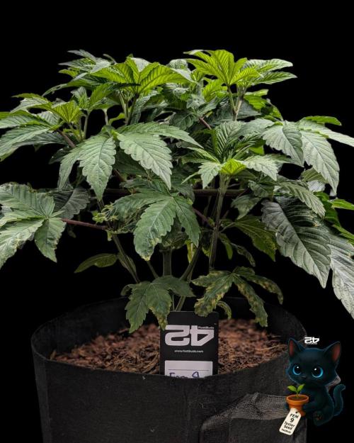 FEM 9 Photo Tester - Catlife420. Week 5 - 11-27
Day 34