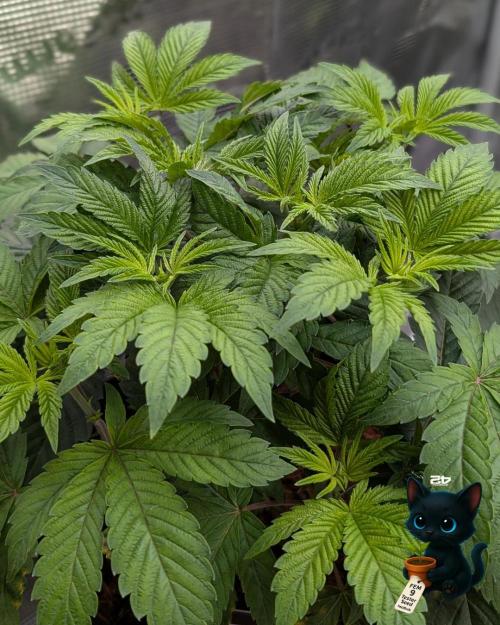 FEM 9 Photo Tester - Catlife420. Week 5 - 11-27
Day 34