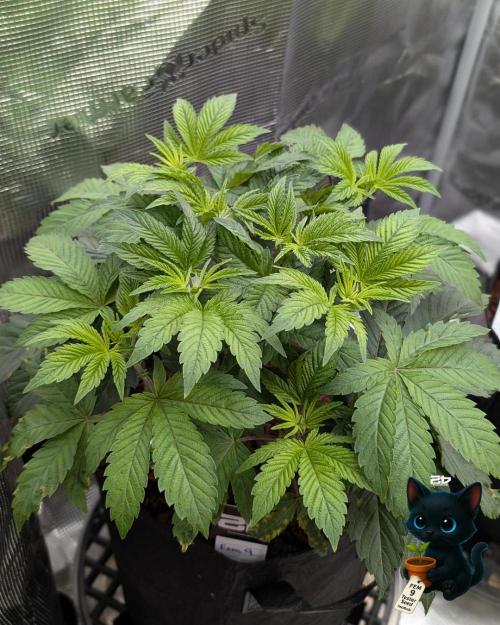 FEM 9 Photo Tester - Catlife420. Week 5 - 11-27
Day 34