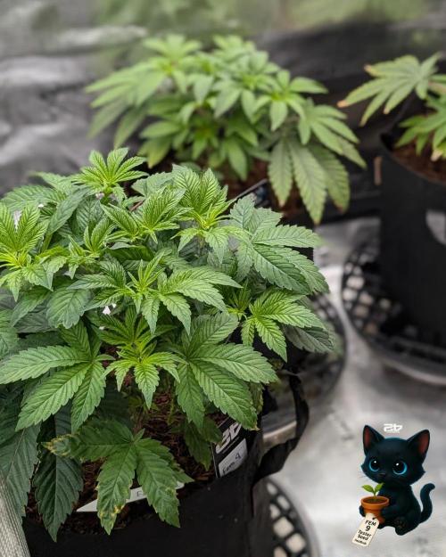 FEM 9 Photo Tester - Catlife420. Week 5 - 11-27
Day 34