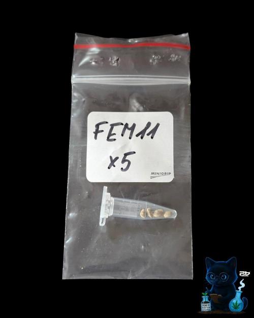 FEM 11 Photo Tester. Week 0 - 10-21