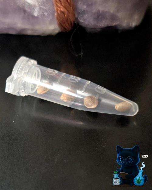 FEM 11 Photo Tester. Week 0 - 10-21