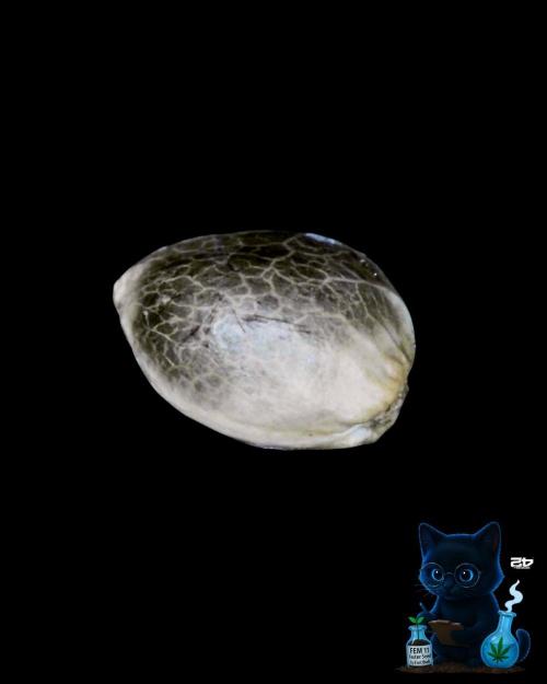 FEM 11 Photo Tester. Week 0 - 10-21