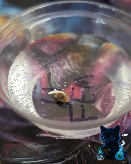 FEM 11 Photo Tester. Week 0 - 10-23