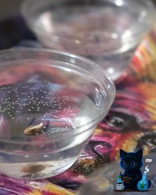 FEM 11 Photo Tester. Week 0 - 10-23